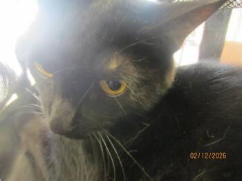 Domestic Short Hair Cats Available for Adoption - MIDNIGHT | PetCurious