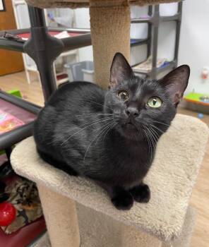 Aqua -  Domestic Short Hair Cat for Adoption in Corpus Christi, Texas - Aqua | PetCurious