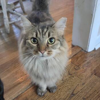 Ramona -  Domestic Long Hair Cat for Adoption in Rossville, Georgia - Ramona | PetCurious