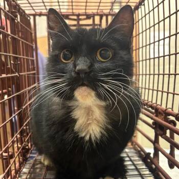 Nerissa -  Domestic Short Hair Cat for Adoption in Bristol, Indiana - Nerissa | PetCurious