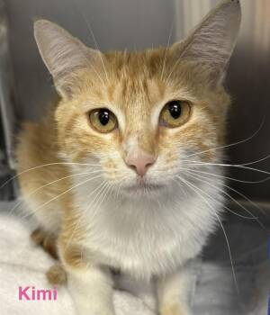 Kimi -  Tabby Cat for Adoption in Las Vegas, Nevada - Kimi | PetCurious