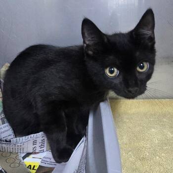 George -  Domestic Short Hair Cat for Adoption in Marble, North Carolina - George | PetCurious