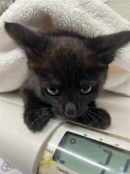 Domestic Short Hair Cats Available for Adoption in Chula Vista, California - AIR | PetCurious