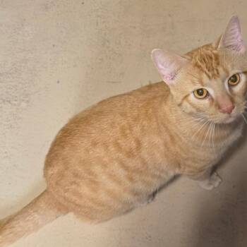 Pikmin -  Domestic Short Hair Cat for Adoption in Naperville, Illinois - Pikmin | PetCurious