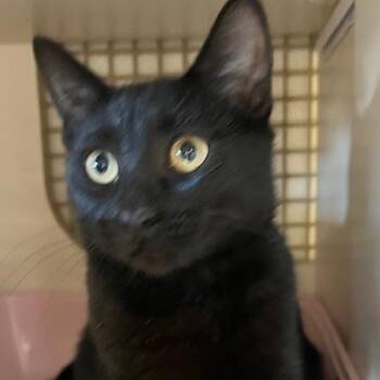 Rescue Bombay Cats for Adoption in Los Angeles, California - Cardi B (GF) | PetCurious