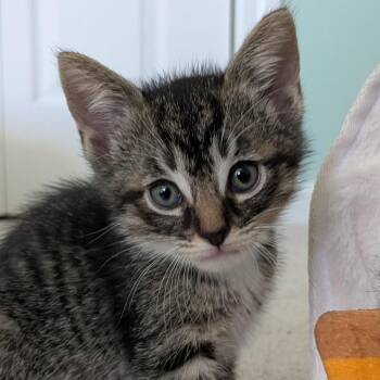 26-212 Truffle -  Domestic Short Hair Cat for Adoption in North Branford, Connecticut - 26-212 Truffle | PetCurious