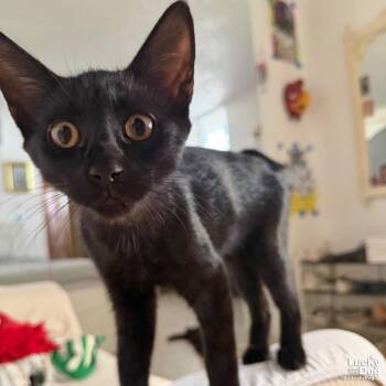 Alvaro -  Domestic Short Hair Cat for Adoption in Washington, District Of Columbia - Alvaro | PetCurious