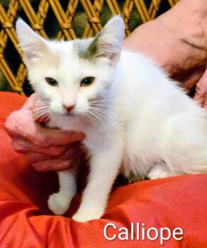 Rescue Calico Cats for Adoption in Binghamton, New York - Calliope | PetCurious