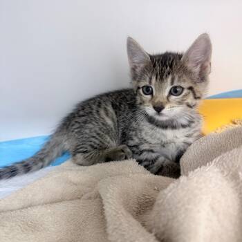Domestic Short Hair Cats Available for Adoption in Jupiter, Florida - Eliza | PetCurious