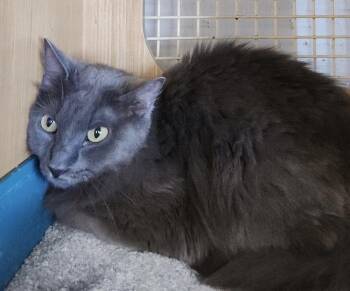 Domestic Medium Hair Cats Available for Adoption in Dallas, Texas - Addison Floof 0414 | PetCurious