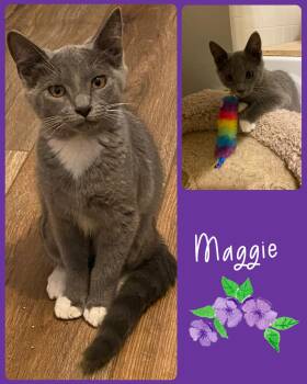 Rescue Tuxedo and Tabby Cats for Adoption in Fort Worth, Texas - Maggie | PetCurious
