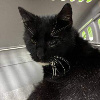 Buzz -  Domestic Short Hair Cat for Adoption in Harrisonburg, Virginia - Buzz | PetCurious