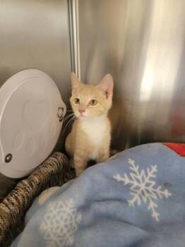 Martin -  Domestic Short Hair Cat for Adoption in Fergus Falls, Minnesota - Martin | PetCurious
