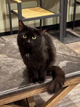 Domestic Long Hair Cats Available for Adoption in Grand Rapids, Michigan - Lake | PetCurious