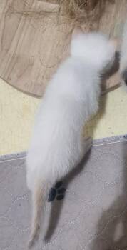 Flame -  Siamese Cat for Adoption in New Braunfels, Texas - Flame | PetCurious