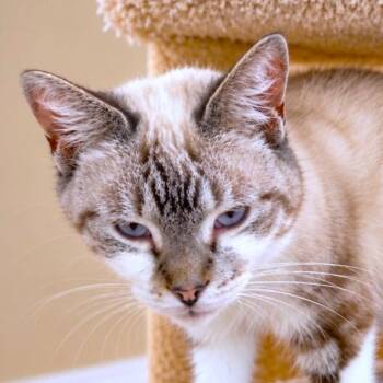 SENSATIONAL SHANNON - SENIOR SIAMESE -  Siamese Cat for Adoption in Oakwood, Georgia - SENSATIONAL SHANNON - SENIOR SIAMESE | PetCurious