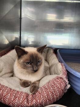 Quinn -  Siamese and Domestic Medium Hair Cat for Adoption in Virginia, Minnesota - Quinn | PetCurious