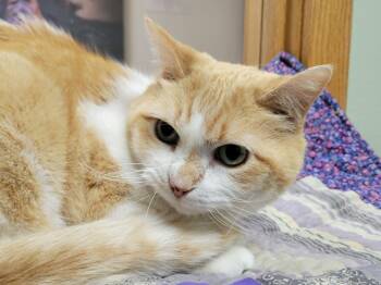 Domestic Short Hair Cats Available for Adoption in Portage, Wisconsin - Vera | PetCurious