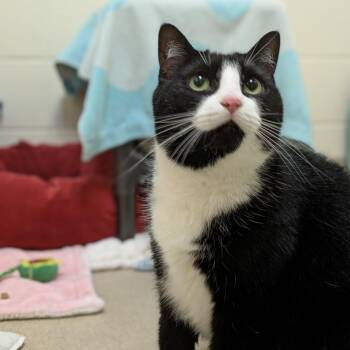 Cecelia -  Domestic Short Hair and Mixed Breed Cat for Adoption in South Burlington, Vermont - Cecelia | PetCurious