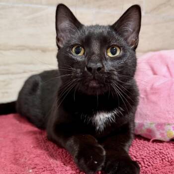 Dante -  Domestic Short Hair Cat for Adoption in Oyster Bay, New York - Dante | PetCurious