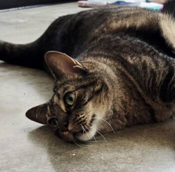 Boo Radley -  Domestic Short Hair Cat for Adoption in Silverdale, Washington - Boo Radley | PetCurious