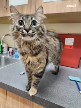 Domestic Long Hair Cats Available for Adoption in Kennewick, Washington - Chacha | PetCurious