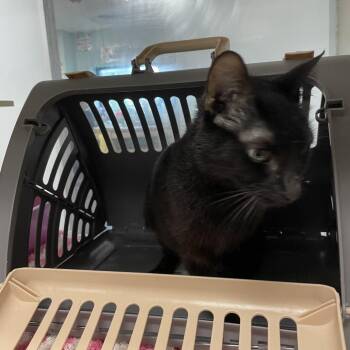 Domestic Short Hair Cats Available for Adoption in Dickinson, Texas - Hazel | PetCurious
