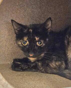 Rosie -  Domestic Short Hair Cat for Adoption in Disputanta, Virginia - Rosie | PetCurious