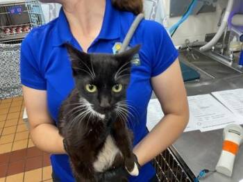 Skylar -  Domestic Short Hair Cat for Adoption in Gainesville, Florida - Skylar | PetCurious
