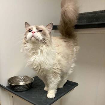Snowy - Chino Hills Location -  Ragdoll Cat for Adoption in Chino Hills, California - Snowy - Chino Hills Location | PetCurious