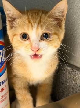 Oscar -  Domestic Short Hair Cat Available for Adoption in Henderson, North Carolina - Oscar | PetCurious