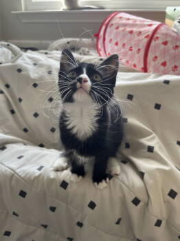 Rescue Domestic Medium Hair Cats for Adoption in Arlington, Texas - Cheesecake | PetCurious