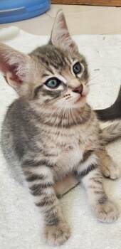 Benson -  Domestic Short Hair Cat for Adoption in Novato, California - Benson | PetCurious