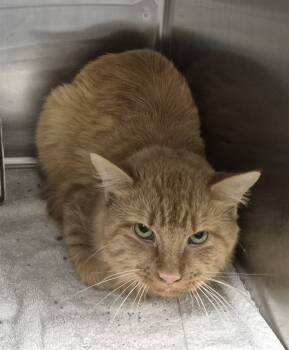 Rescue Domestic Medium Hair Cats for Adoption in Decatur, Illinois - HOLMES | PetCurious