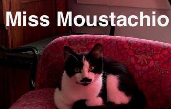 Moustachio -  Domestic Short Hair Cat for Adoption in Mississauga, Ontario - Moustachio | PetCurious