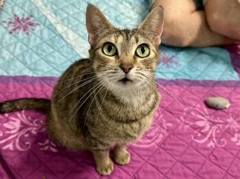 Clara -  Domestic Short Hair Cat for Adoption in Raleigh, North Carolina - Clara | PetCurious