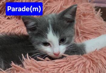 PARADE Kitten (m) -  Domestic Short Hair Cat for Adoption in New Bern, North Carolina - PARADE Kitten (m) | PetCurious