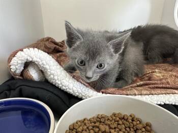 Domestic Short Hair Cats Available for Adoption in Ontario, California - MOSS - ADOPTION PENDING | PetCurious