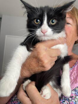 Rescue Domestic Medium Hair Cats for Adoption in Riverside, California - Sky | PetCurious