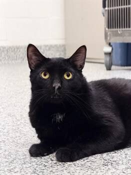 Domestic Short Hair Cats Available for Adoption in Vaughan, Ontario - PAPA | PetCurious