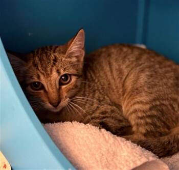 CHICKEN -  Domestic Short Hair Cat for Adoption in Conroe, Texas - CHICKEN | PetCurious