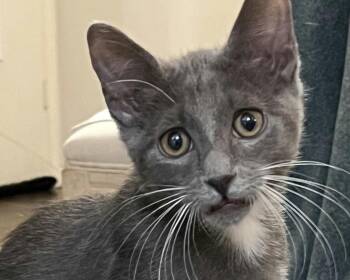 Rescue Domestic Short Hair Cats for Adoption in Houston, Texas - Drogon | PetCurious