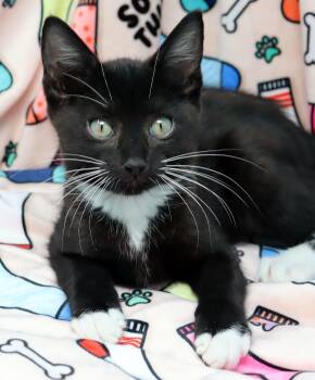 Socks -  Domestic Short Hair Cat for Adoption in Tierra Verde, Florida - Socks | PetCurious