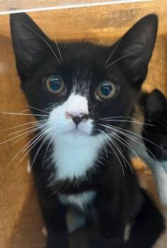 Domestic Short Hair Cats Available for Adoption - Puglsey | PetCurious