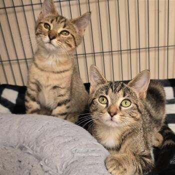 Brownie -  Domestic Short Hair Cat for Adoption in Milan, Illinois - Brownie | PetCurious