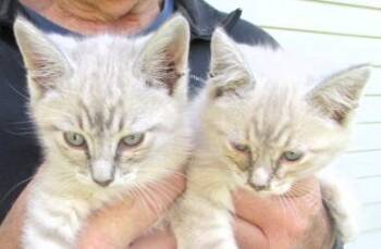 Jack & Jill -  Siamese Cat Available for Adoption in Paris, Kentucky - Jack & Jill | PetCurious
