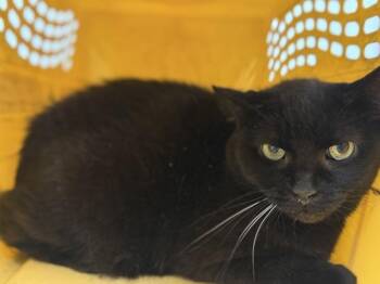 Midnight Star -  Domestic Short Hair Cat for Adoption - Midnight Star | PetCurious
