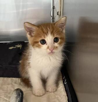 PICKLES -  Domestic Short Hair Cat for Adoption in Riverside, California - PICKLES | PetCurious