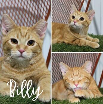 Domestic Short Hair Cats Available for Adoption in Pierceton, Indiana - Billy-BONDED W/BRODY | PetCurious