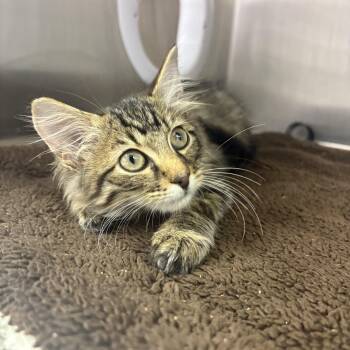 Whiskey -  Domestic Medium Hair Cat for Adoption in Lake Tapwingo, Missouri - Whiskey | PetCurious